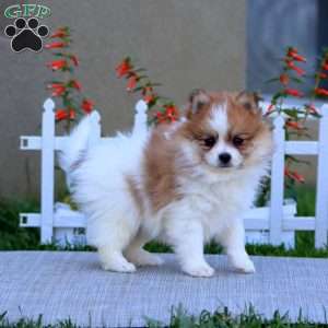 Eric, Pomeranian Puppy