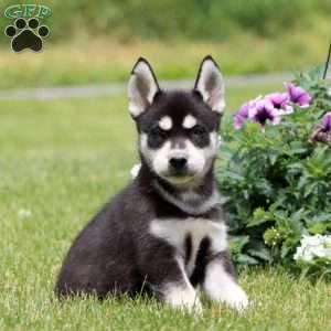 Eric, Siberian Husky Puppy