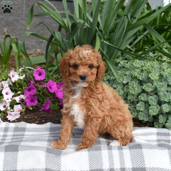 Ernie, Miniature Poodle Puppy