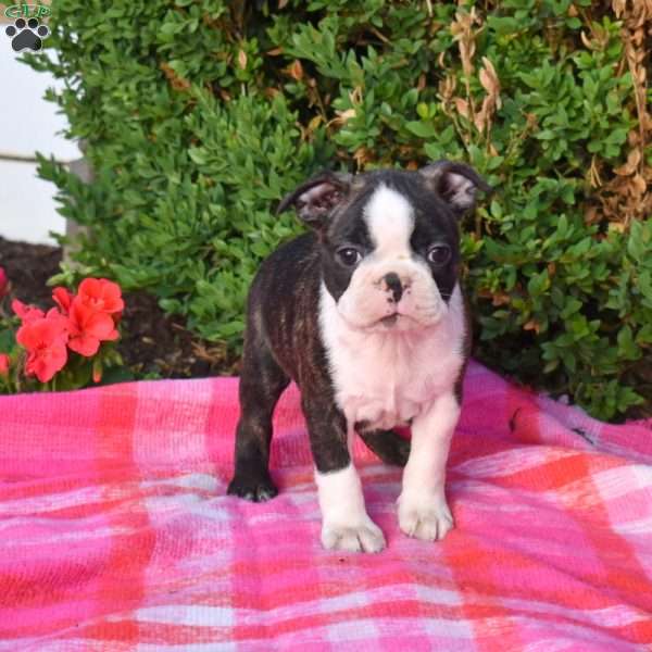 Ernie, Boston Terrier Puppy