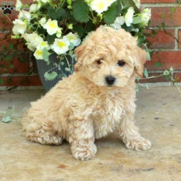 Ernie, Bich-Poo Puppy