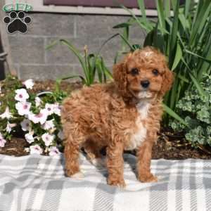 Ernie, Miniature Poodle Puppy