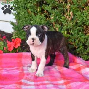 Ernie, Boston Terrier Puppy