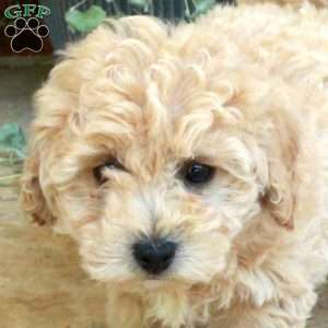 Ernie, Bich-Poo Puppy
