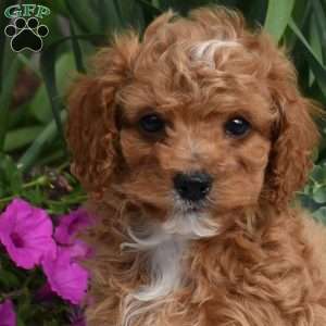 Ernie, Miniature Poodle Puppy