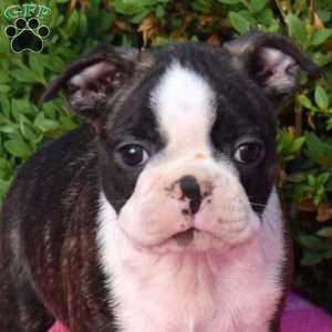 Ernie, Boston Terrier Puppy