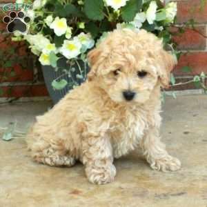 Ernie, Bich-Poo Puppy