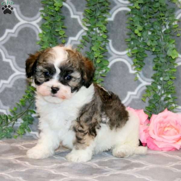 Ervin, Teddy Bear Puppy