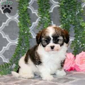 Ervin, Teddy Bear Puppy