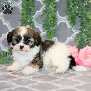 Ervin, Teddy Bear Puppy