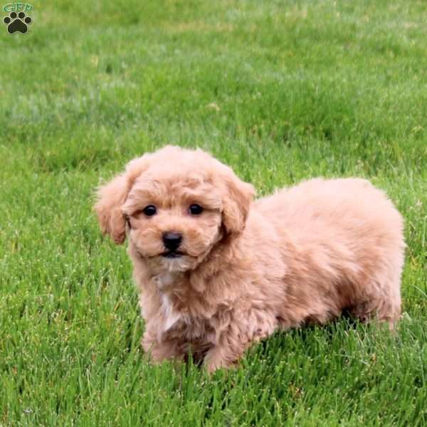 Espresso, Bich-Poo Puppy