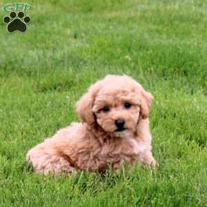 Espresso, Bich-Poo Puppy