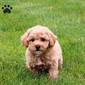 Espresso, Bich-Poo Puppy
