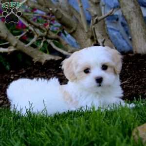 Ethan, Maltipoo Puppy
