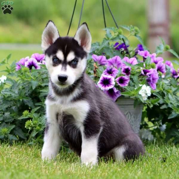 Ethan, Siberian Husky Puppy