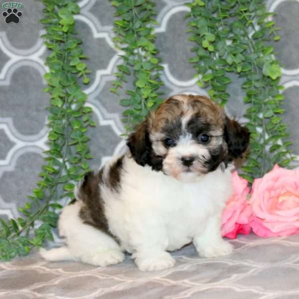 Ethan, Teddy Bear Puppy