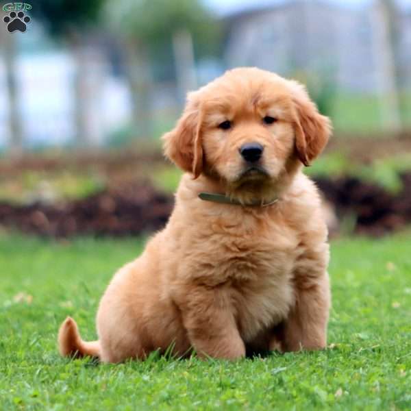 Ethan, Golden Retriever Puppy