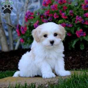 Ethan, Maltipoo Puppy