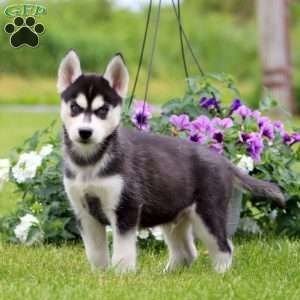 Ethan, Siberian Husky Puppy