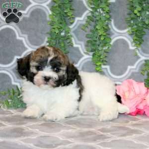 Ethan, Teddy Bear Puppy