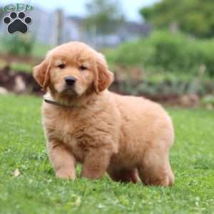 Ethan, Golden Retriever Puppy