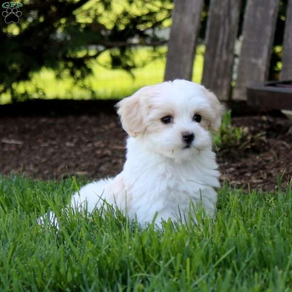 Ethan, Maltipoo Puppy