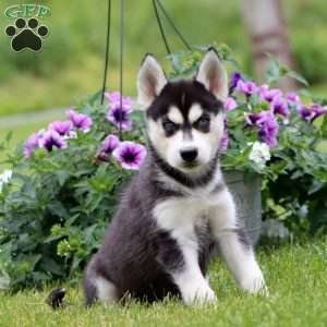 Ethan, Siberian Husky Puppy