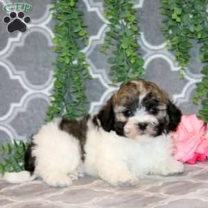 Ethan, Teddy Bear Puppy