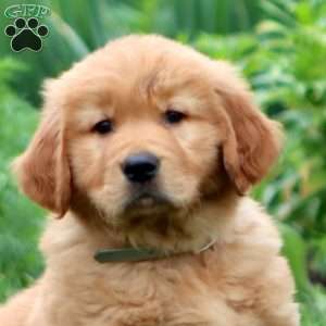 Ethan, Golden Retriever Puppy