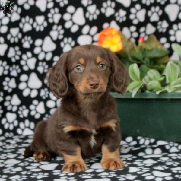 Eva, Dachshund Puppy