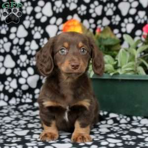 Eva, Dachshund Puppy