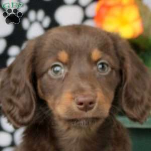 Eva, Dachshund Puppy