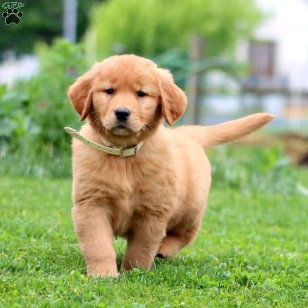 Eva, Golden Retriever Puppy