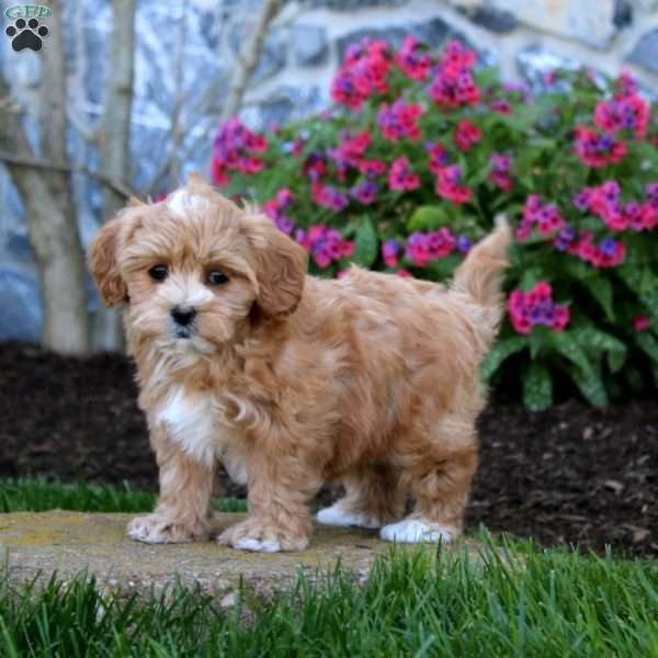 Eva, Maltipoo Puppy
