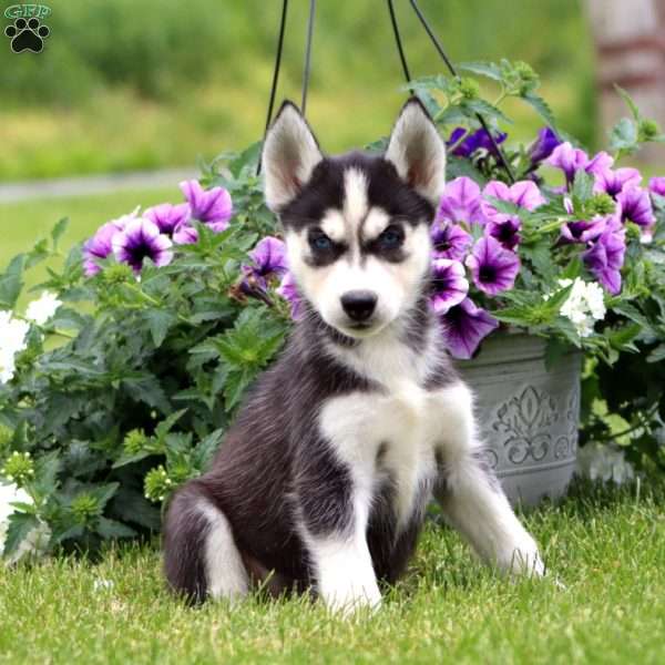 Eva, Siberian Husky Puppy