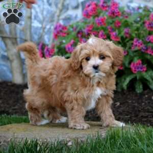 Eva, Maltipoo Puppy