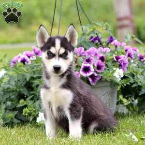 Eva, Siberian Husky Puppy