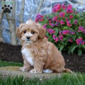 Eva, Maltipoo Puppy