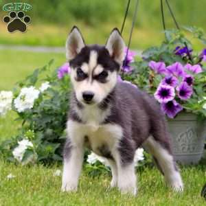 Eva, Siberian Husky Puppy