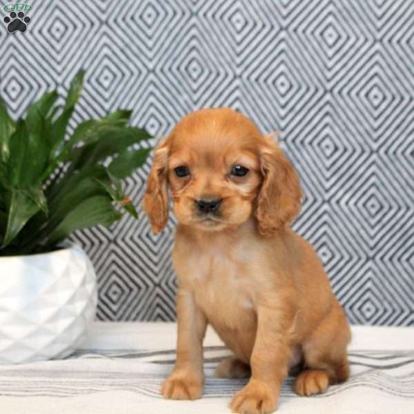 Evan, Cockalier Puppy