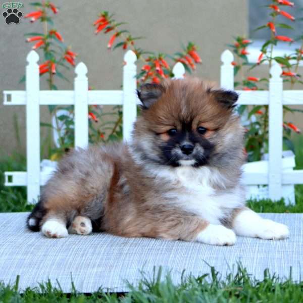 Evan, Pomeranian Puppy