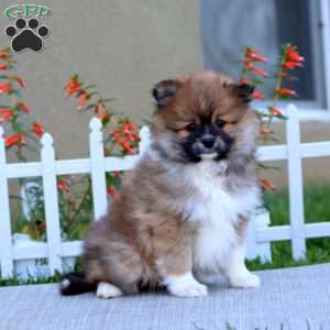Evan, Pomeranian Puppy