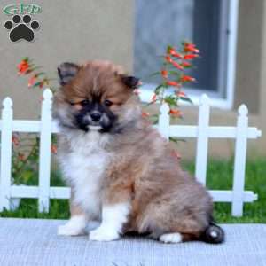 Evan, Pomeranian Puppy