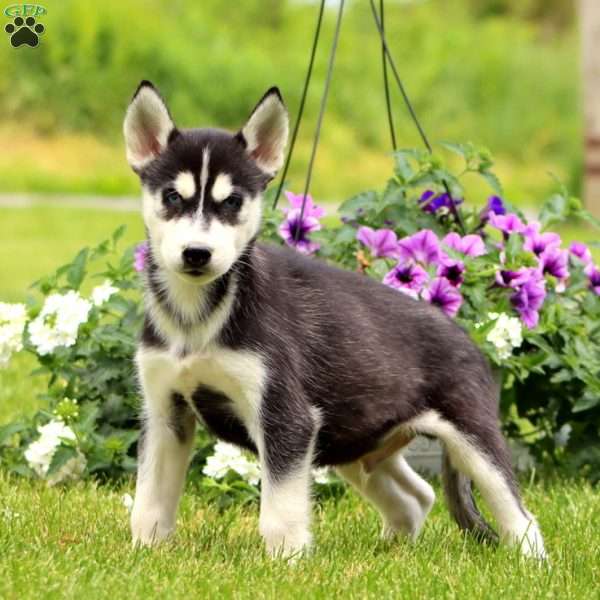 Everest, Siberian Husky Puppy