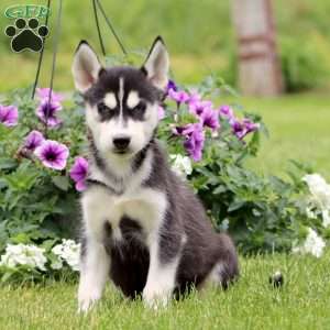 Everest, Siberian Husky Puppy