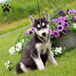 Everest, Siberian Husky Puppy
