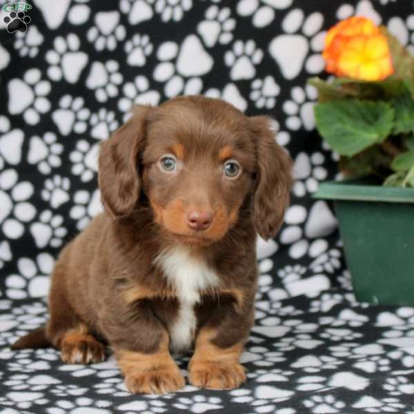 Everett, Dachshund Puppy
