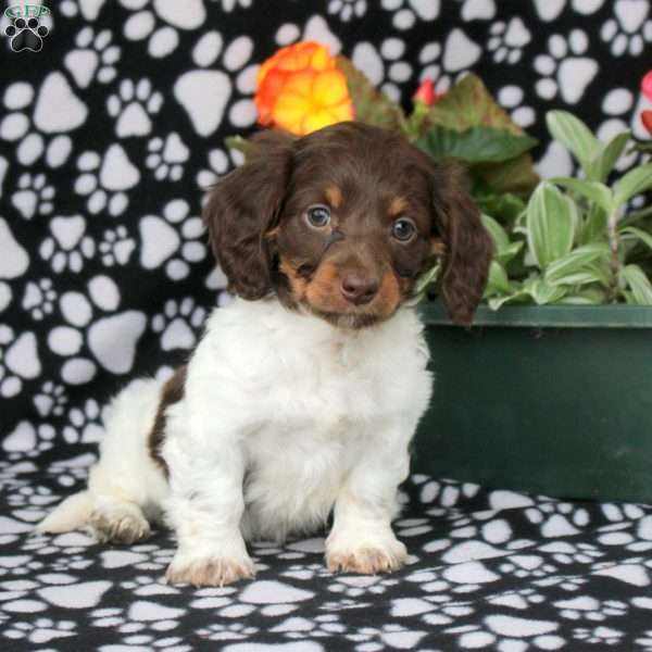Ezra, Dachshund Puppy