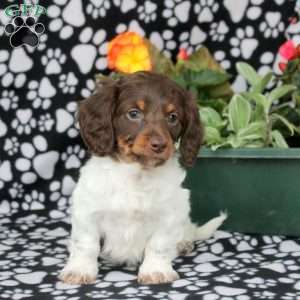 Ezra, Dachshund Puppy