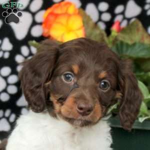 Ezra, Dachshund Puppy